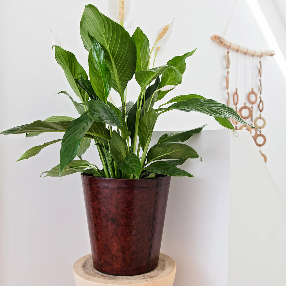 Leather Plant Pot - Brown